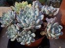 Echeveria Cuspidata Zaragoza