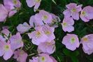 oenothera speciosa(LUMINITA)