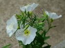oenothera albicaulis