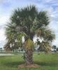 palmier sabal minor