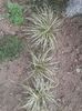 Carex  Evergold- divizare tufa