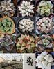 Haworthia Mix