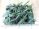 Sansevieria Mix