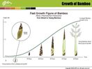 moso-bamboo-diagrama-crestere