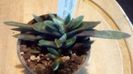 Gasteria cv Spaceballs1