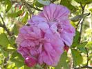 Autumn Damask