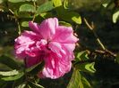 Autumn Damask