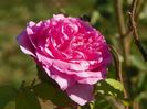 Compte de Chambord