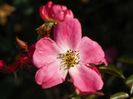 Fleurette