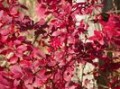 berberis Golden Ring