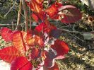 cotinus coggyria