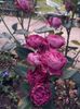 received_427819948149931