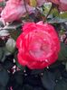 received_410006226348832