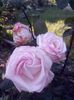 received_583572695716255