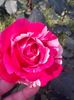 received_554378802041574