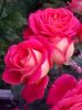 received_472516766686360
