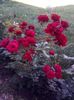 received_814560178967384
