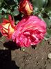 received_2500167640241928