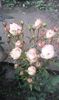 received_3191444330928464