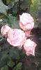 received_552770802174073