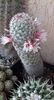 M. Albicans