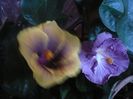 P1430257