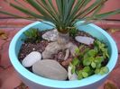 Yucca rostrata