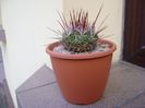 Echinofossulocactus (Stenocactus) multicostatus