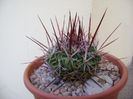 Echinofossulocactus (Stenocactus) multicostatus