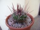 Echinofossulocactus (Stenocactus) multicostatus