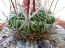 Echinofossulocactus (Stenocactus) multicostatus , detaliu