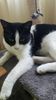 Noua felina din gasca vesela