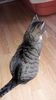 MITZI