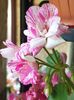 Mosaic pink in noiembrie