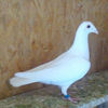 Mascul-18-011