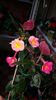 IMG-20190828-WA0146
