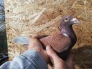 Meulemans