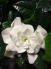 16.11.2019-Gardenia