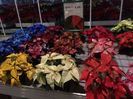 16.11.2019— Poinsettie