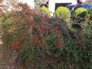 Cotoneaster plin de fructe