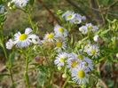 erigeron annuus