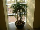 Araucaria cunninghamii v. glauca