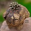 Mammillaria bertholdii
