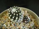 Copiapoa humilis ssp. tenuissima f. monstruosa