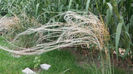 stipa tenuissima(colilie)