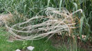 stipa tenuissima