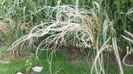 stipa tenuissima