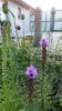 liatris spicata