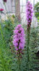 liatris  spicata