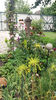 allium flavum